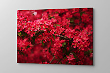 Obraz Rozkvitnutá vetvička 1409